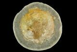 Fossil Crab (Trichopeltarion) Nodule (Pos/Neg) - New Zealand #129394-1